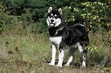 ALASKAN MALAMUTE 387